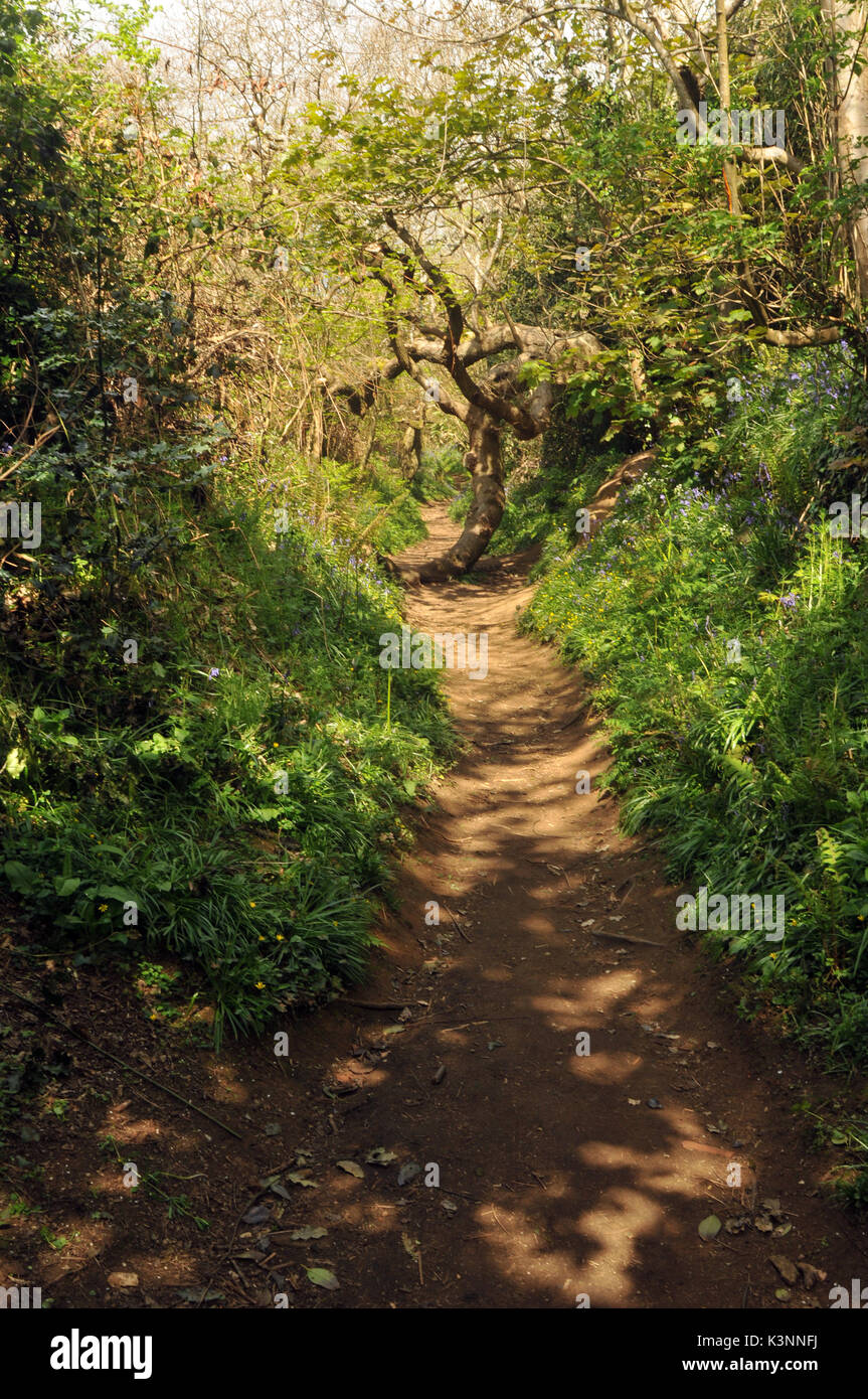Beautiful woodland walks and bluebells with tree line lanes and paths