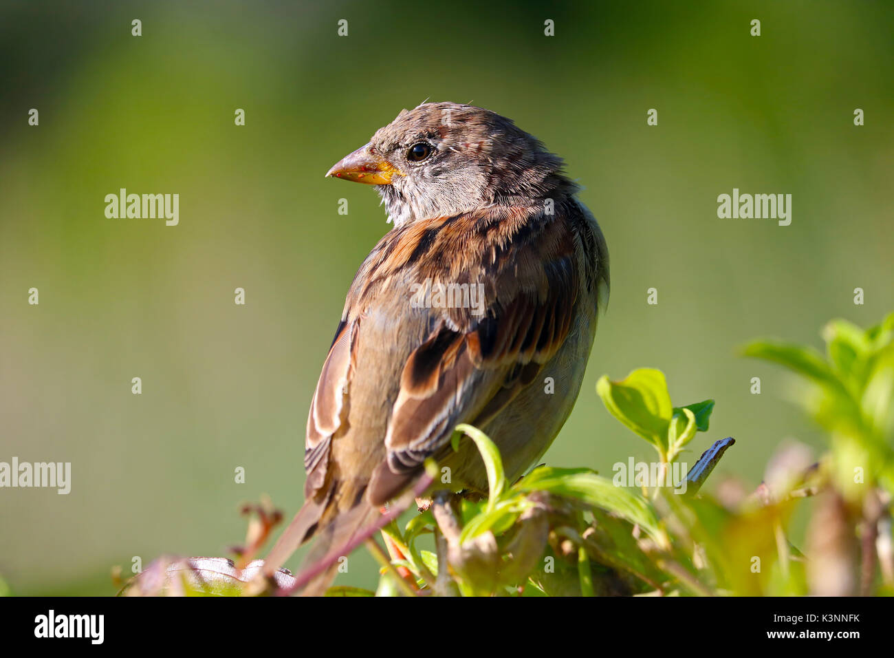 female sparrow bird sitting on top of a hedge in a park in the sun Stock Photo