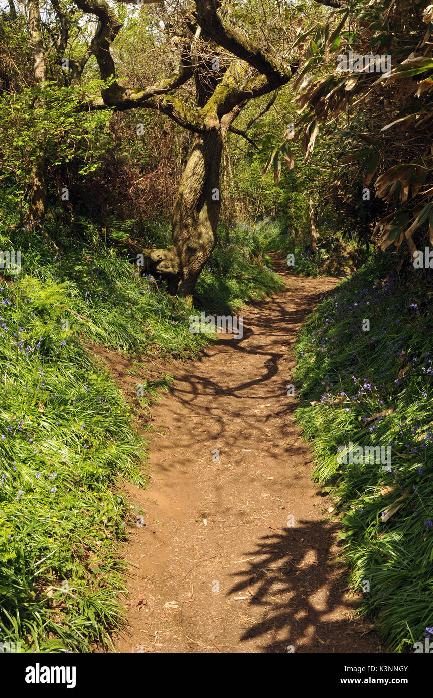 Beautiful woodland walks and bluebells with tree line lanes and paths ...