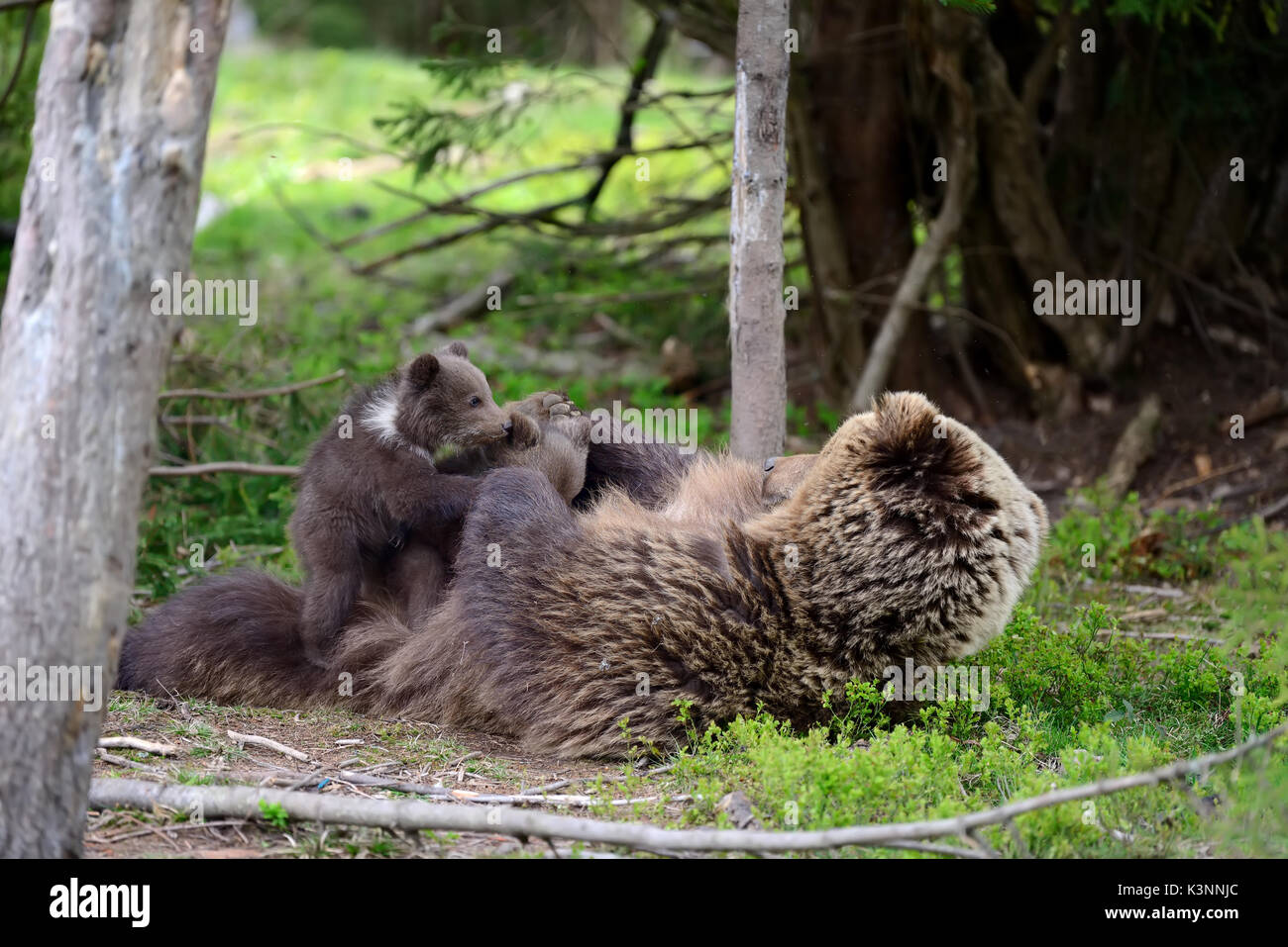 Brown bear with cubs in forest Stock Photo - Alamy