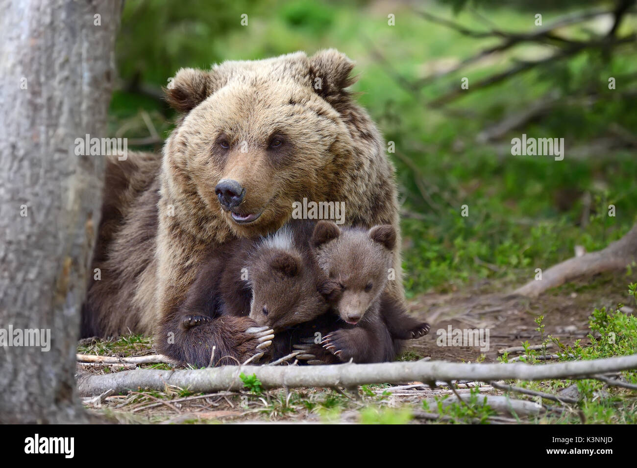 Brown bear with cubs in forest Stock Photo - Alamy