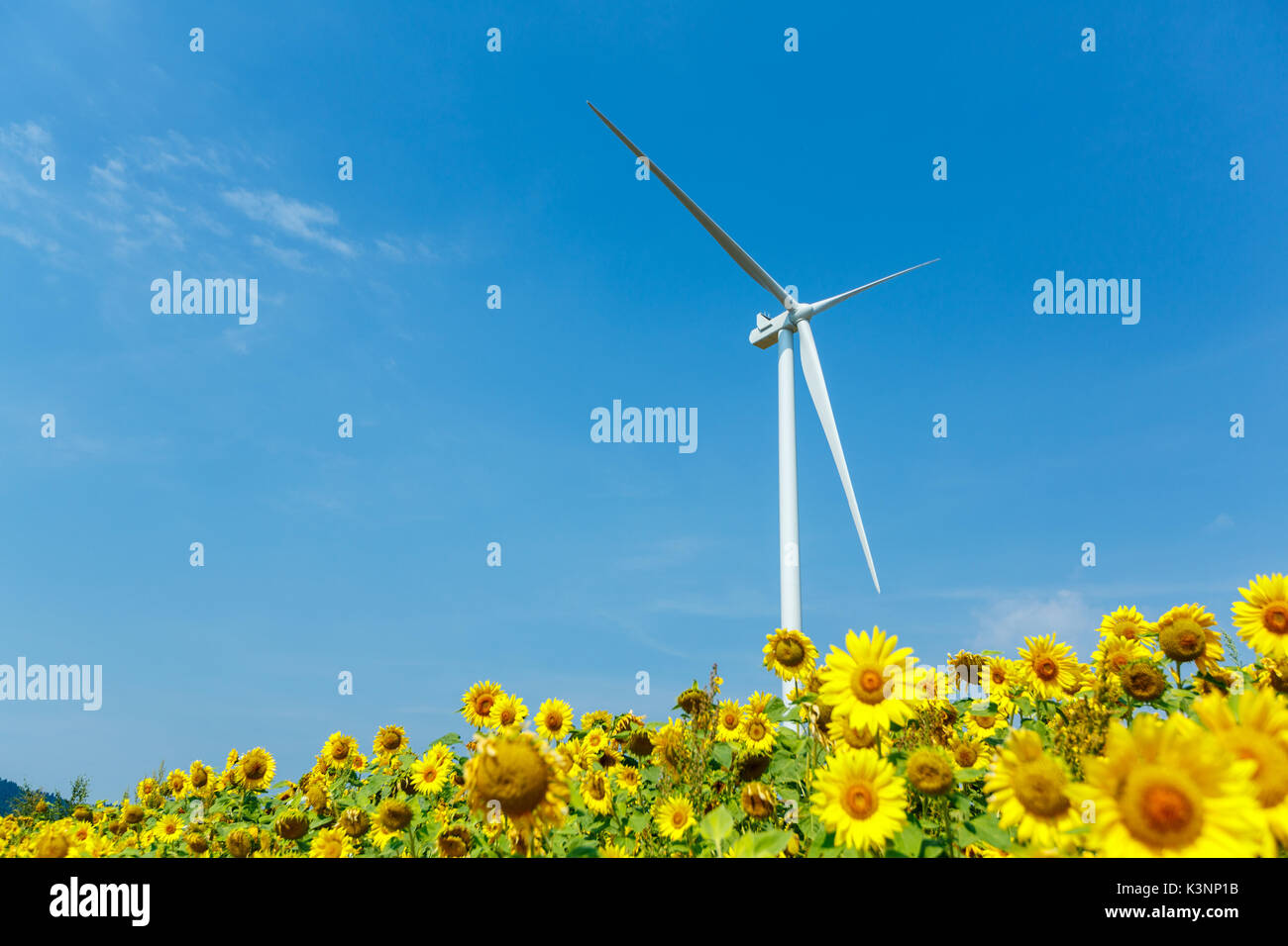 Wind turbines standing in sunflower field over a deep blue sky
