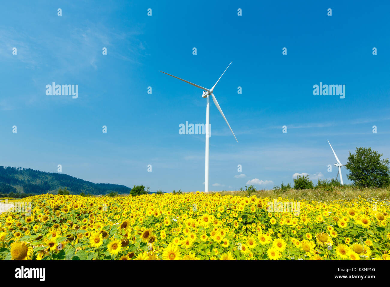 Wind turbines standing in sunflower field over a deep blue sky ...