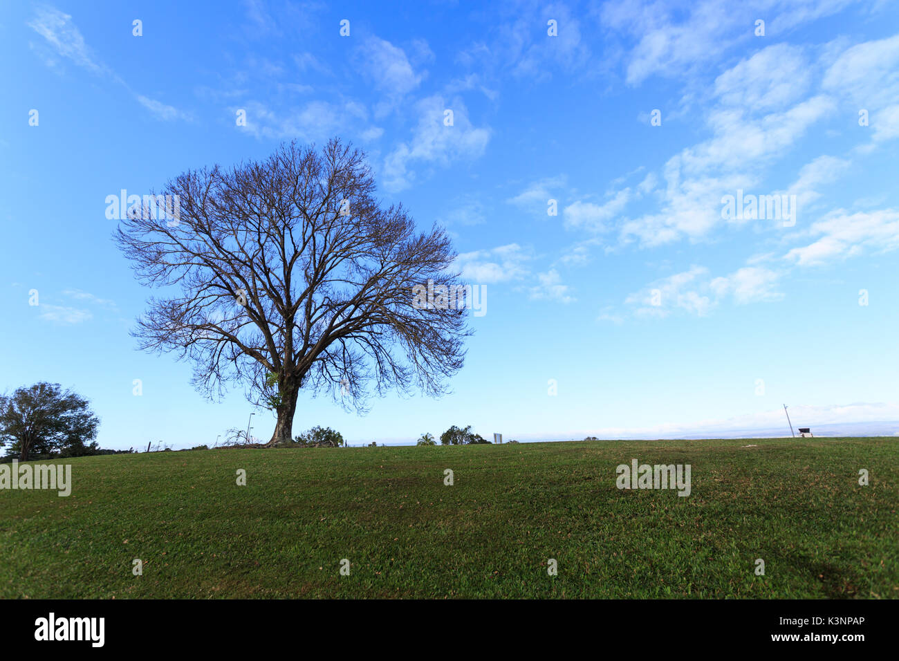 peaceful background of silhouette of a large tree with no leaves on a green hill against blue sky Stock Photo