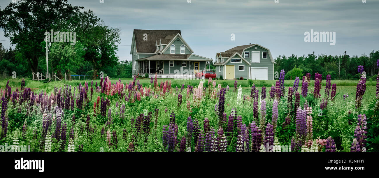 Typical farm house in rural New Brunswick, with a field of wild lupines growing by the road Stock Photo