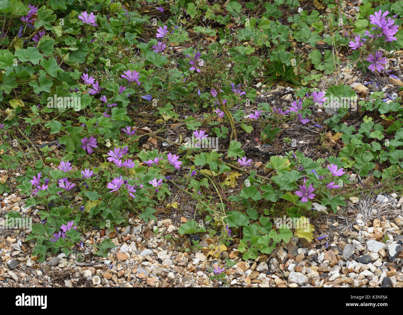 Common Mallow (Malva sylvestris) growing on shingle in Portsmouth’s old naval fortifications. Portsmouth, Hampshire, UK Stock Photo