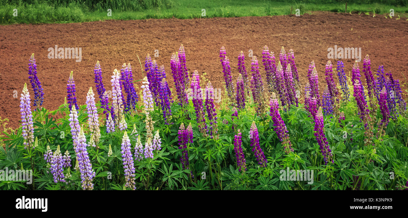Wild lupines beside field of recently plowed red soil in rural New Brunswick, Canada Stock Photo