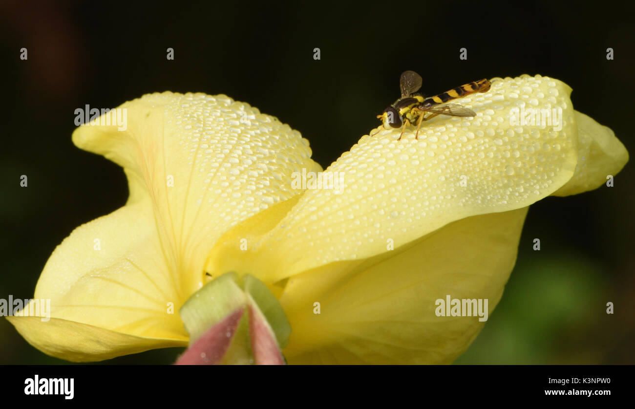 A small brown and yellow hoverfly rests on a dewdrop-covered yellow evening primrose (Oenothera biennis) flower. Bedgebury Forest, Kent, UK. Stock Photo