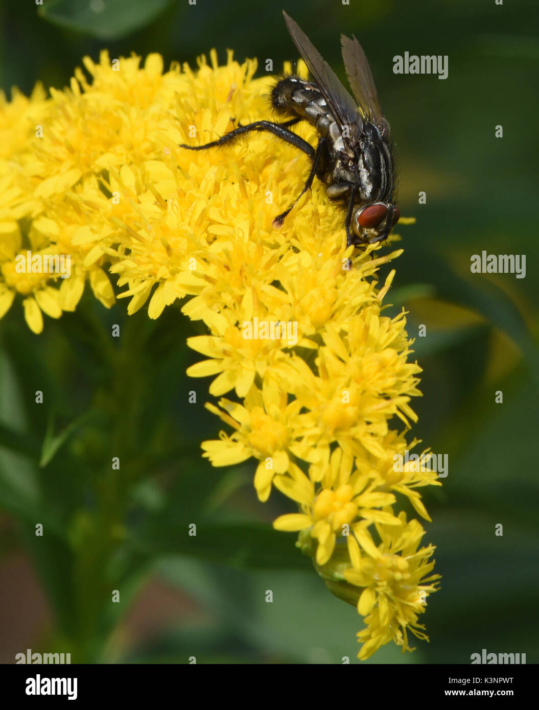 A flesh fly (Sarcophaga species) feeds on a golden rod or solidago flower head. Bedgebury Forest, Kent, UK. Stock Photo