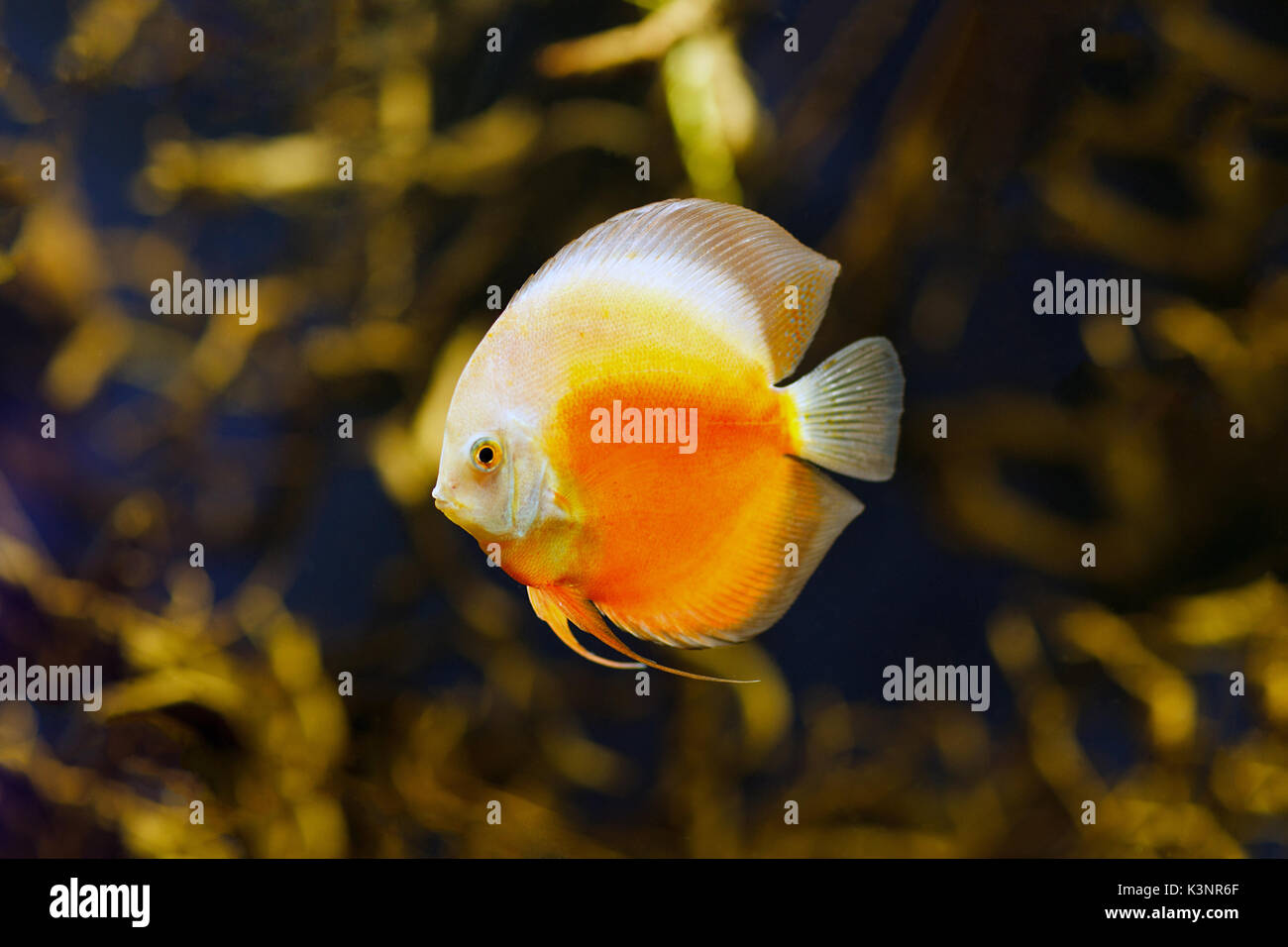 Checkerboard discus fish in amazon river Stock Photo