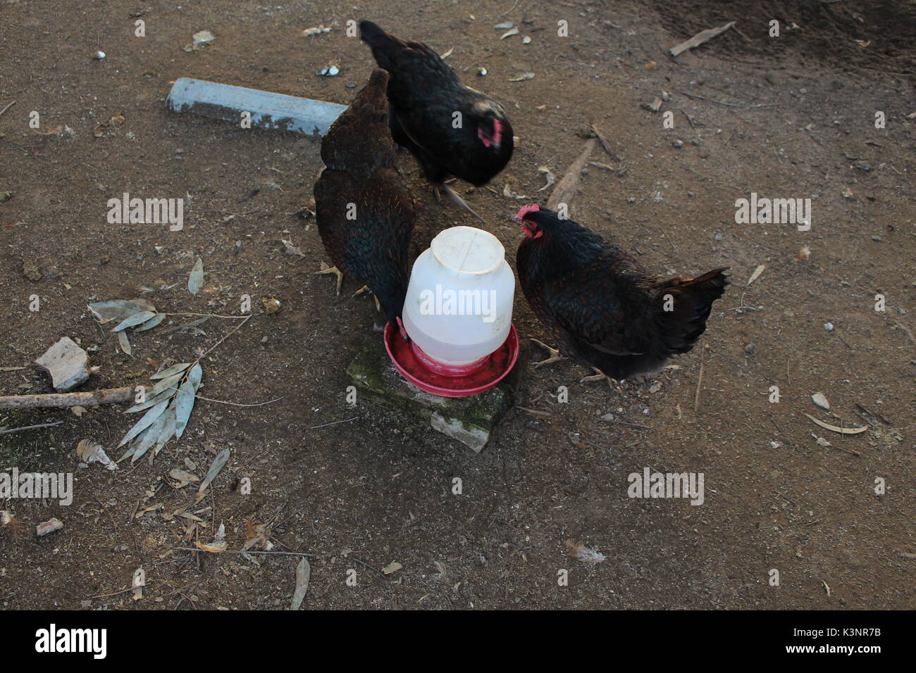 Chickens drinking water. Stock Photo