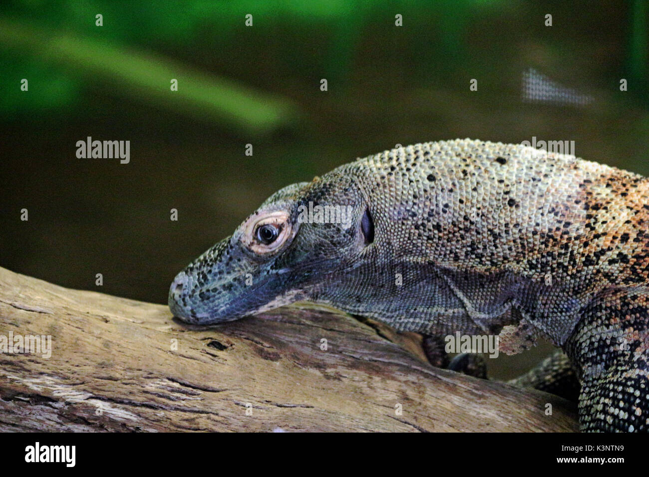 A Head Shot of a Komodo dragon Resting on a log with a natural background. Stock Photo