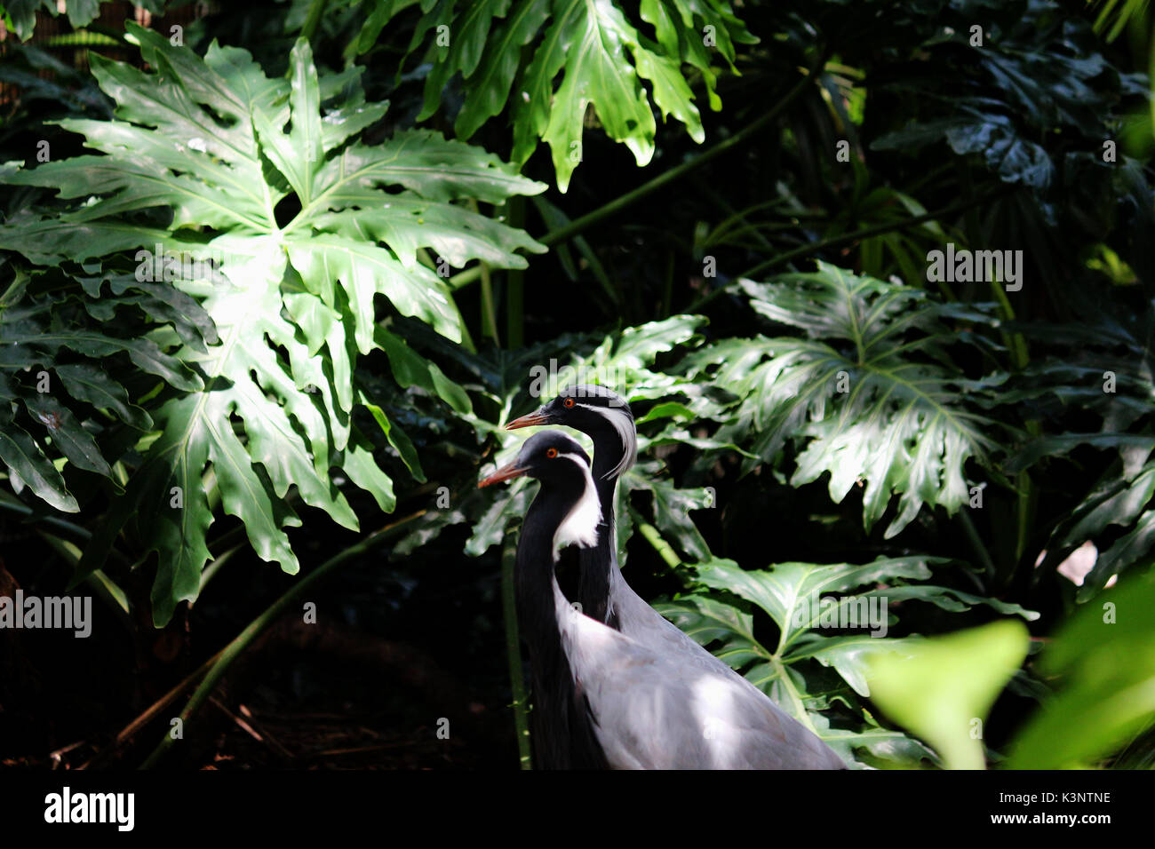 Two Demoiselle cranes hanging out in the dark jungle leaves. Stock Photo
