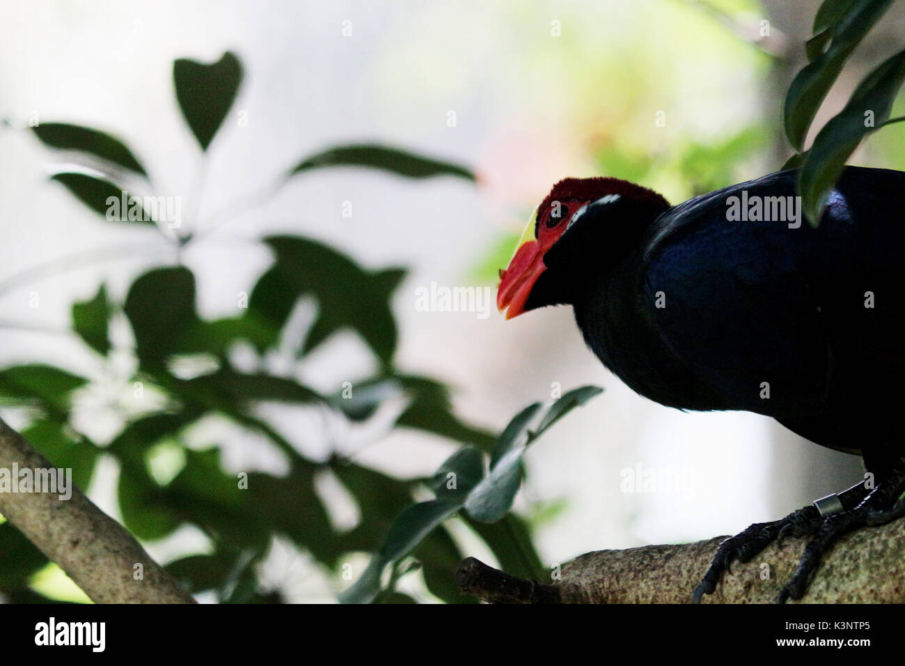 A Violet Turaco Bird Perched on a Tree Branch Stock Photo