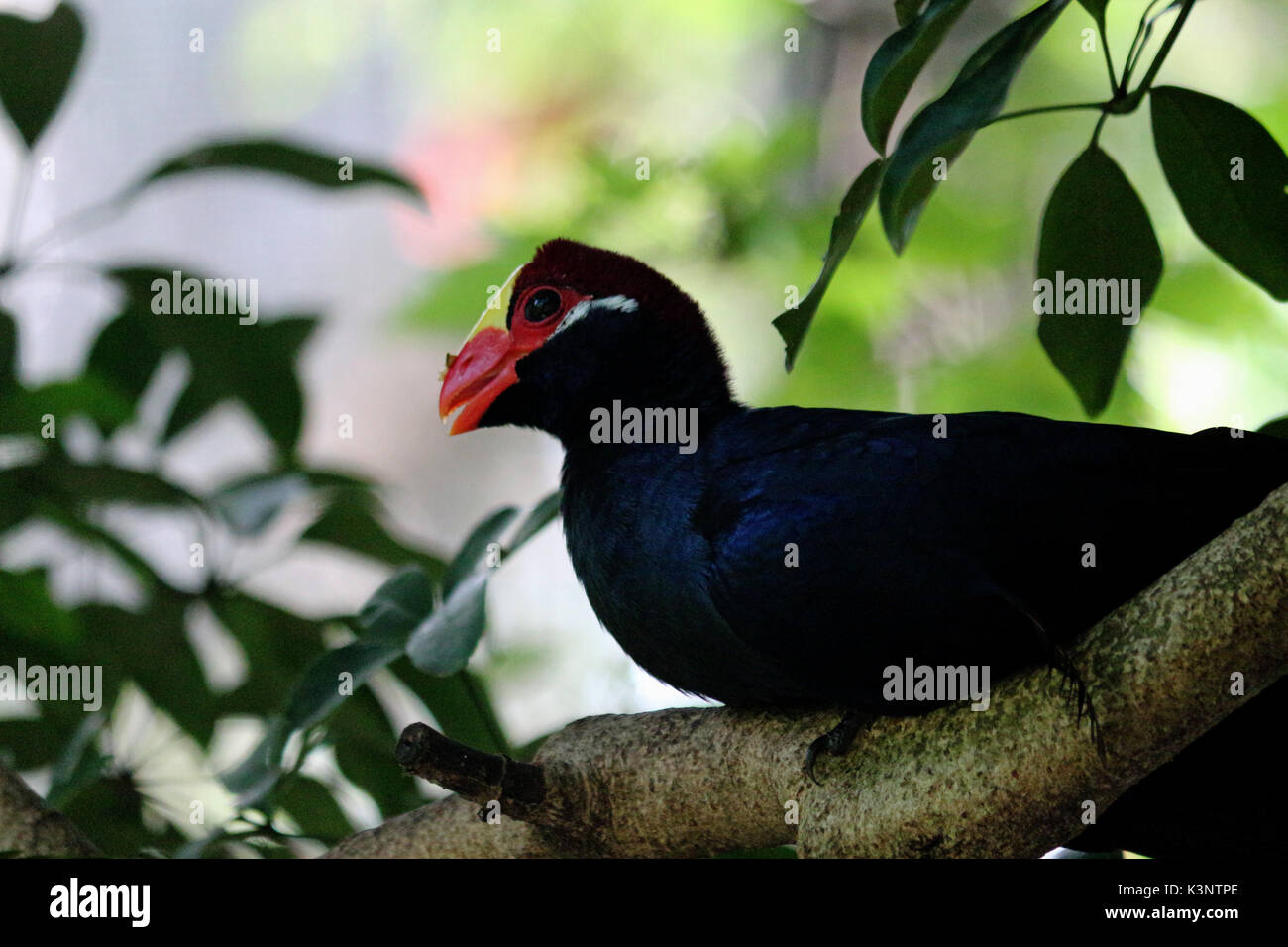 A Violet Turaco Bird Perched on a Tree Branch Stock Photo