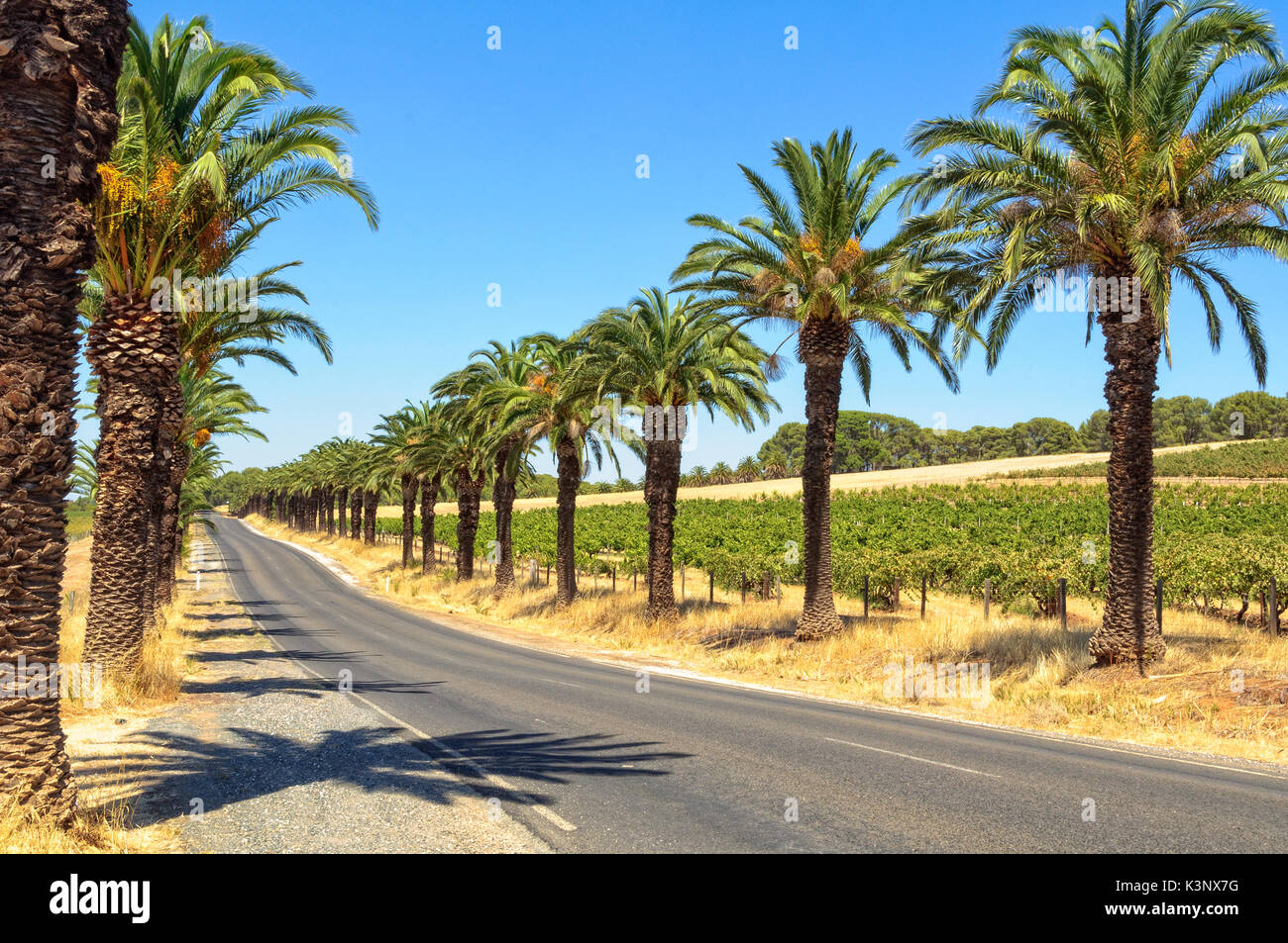Seppeltsfield Road boasts some of the Barossa Valley’s most famous vineyards, wineries and gourmet destinations - SA, Australia Stock Photo