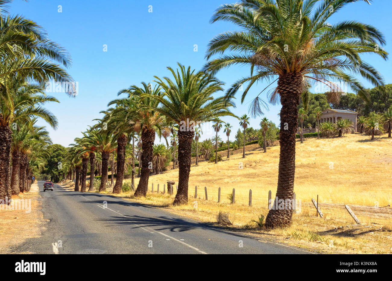 The famous palm trees of the Seppeltsfield Road in the Barossa Valley at the  mausoleum of the Seppelt family - SA, Australia Stock Photo