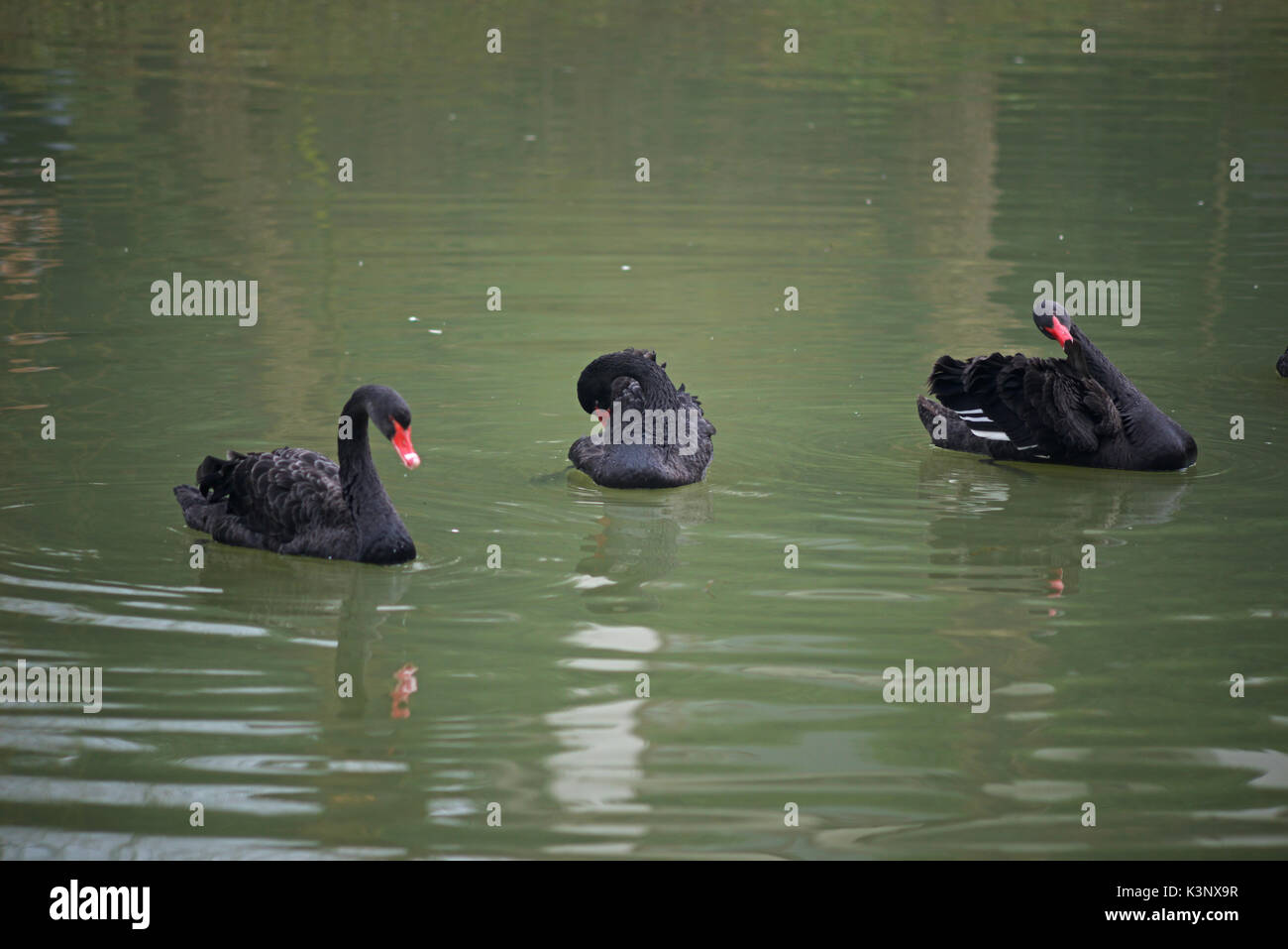 A group of Black Swans floating on the pond surface Stock Photo