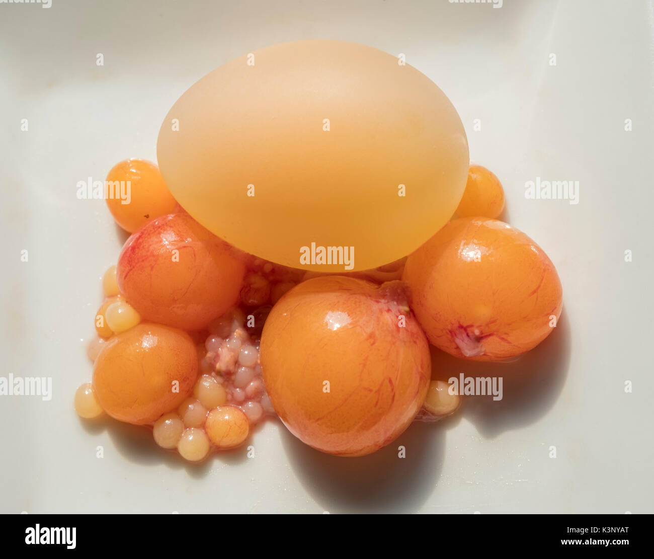 Chicken egg ovums Stock Photo Alamy