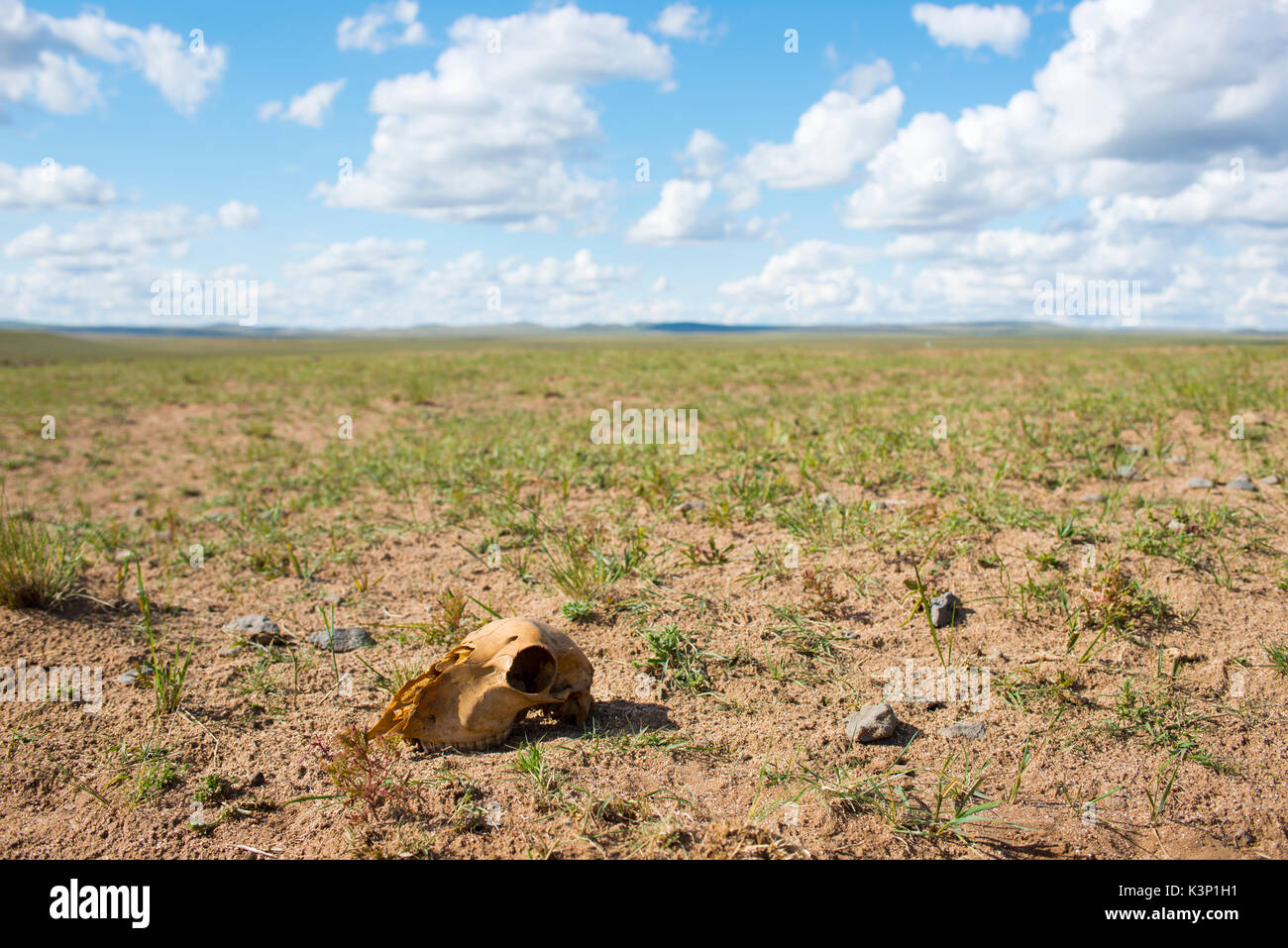 Dramatic scene of the skull of an animal lying on the ground Stock Photo