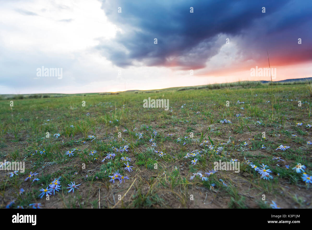 Sunrise over field of flowers hi-res stock photography and images - Alamy
