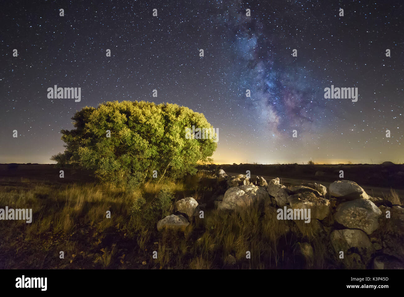 Holm oak and the Milky Way Stock Photo
