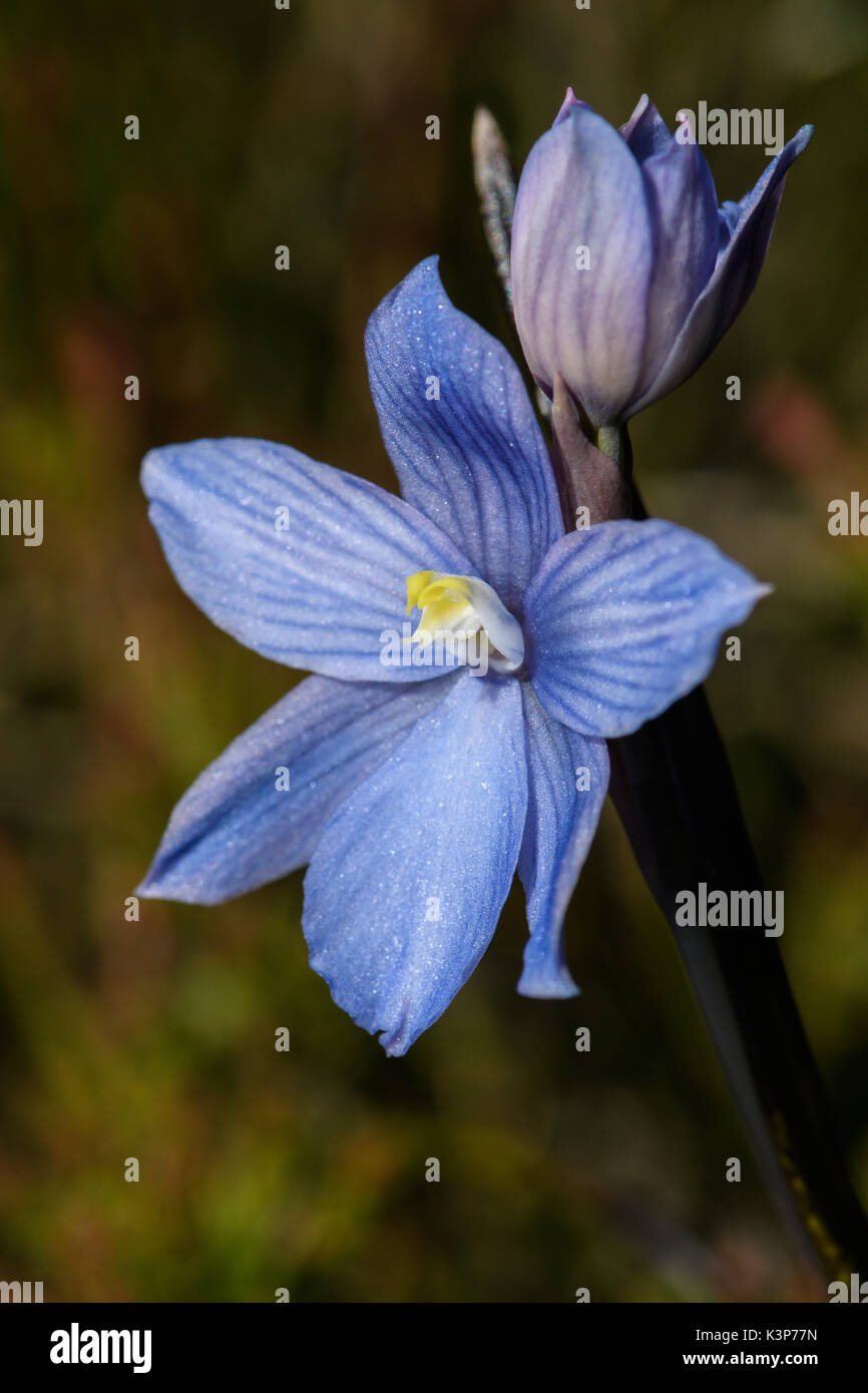 Thelymitra cyanea flower Stock Photo