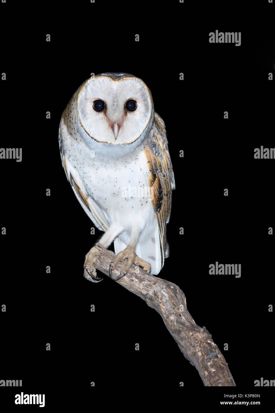 Barn Owl perched. Stock Photo