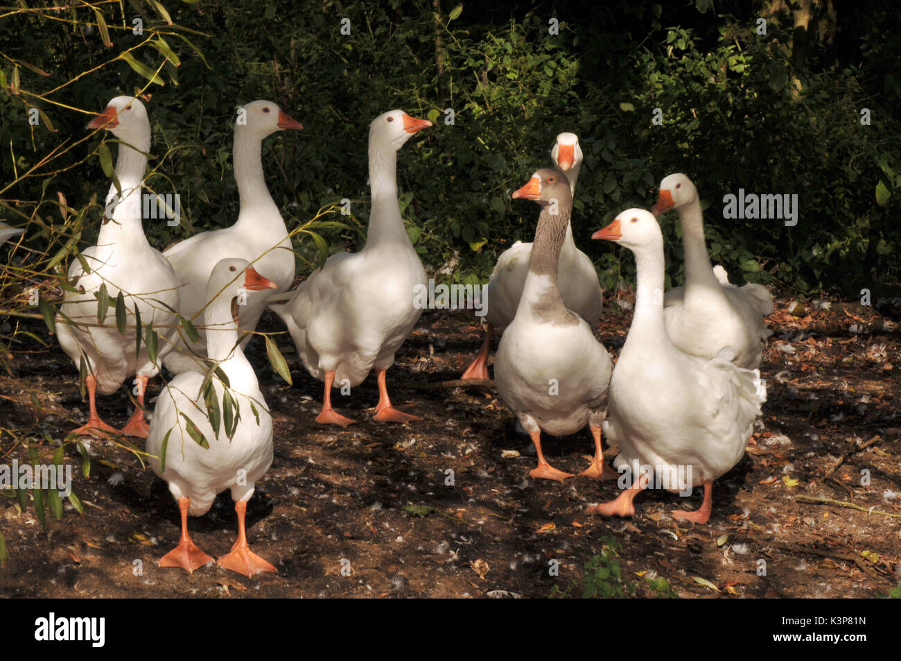 A group or gaggle of geese with a gander gosling and mother goose hen standing on the banks of a lake pond or river with orange beaks white in colour Stock Photo