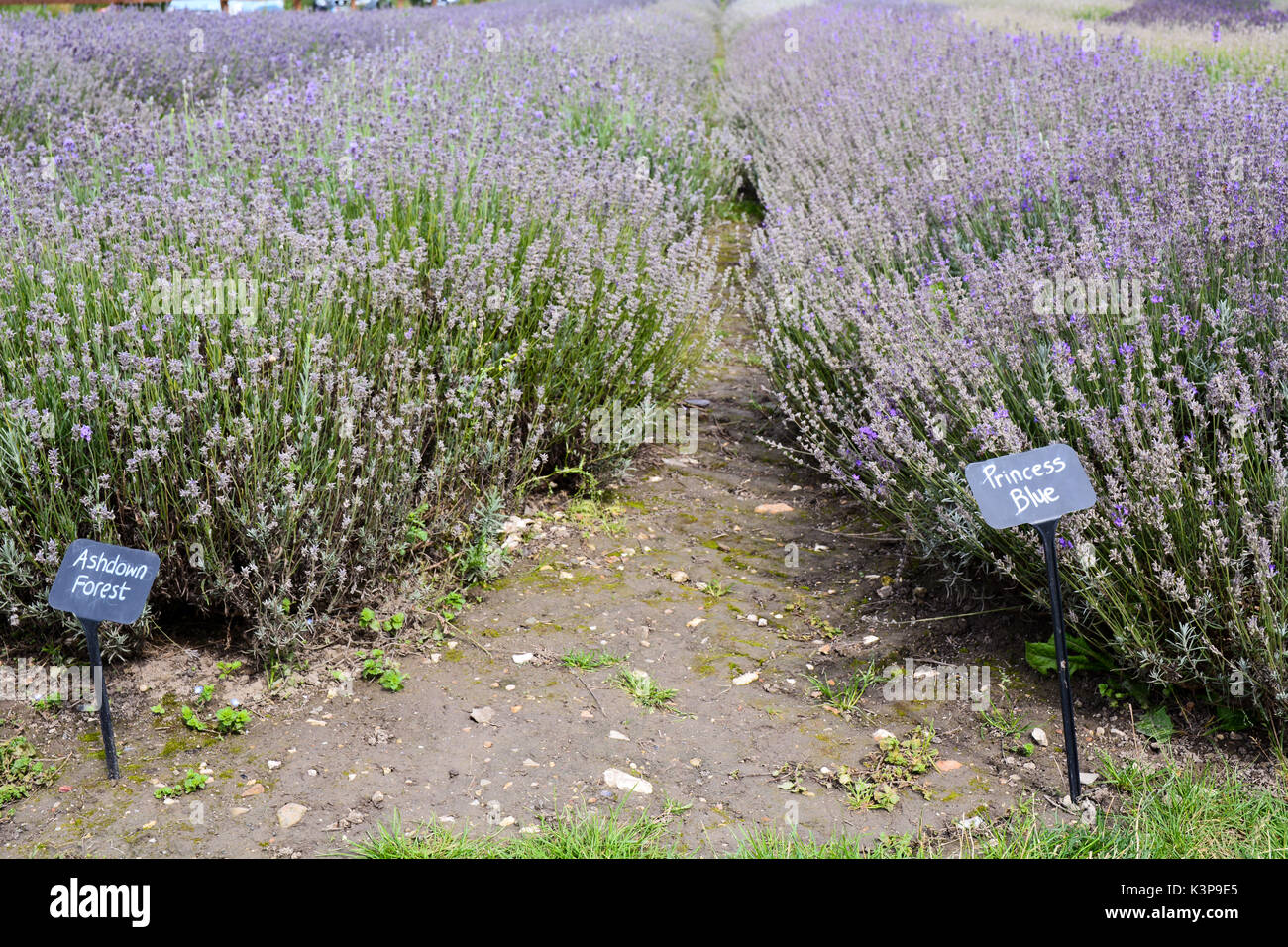 Ashdown Blue and Princess Blue Lavender (lavandula) flowers with label Stock Photo