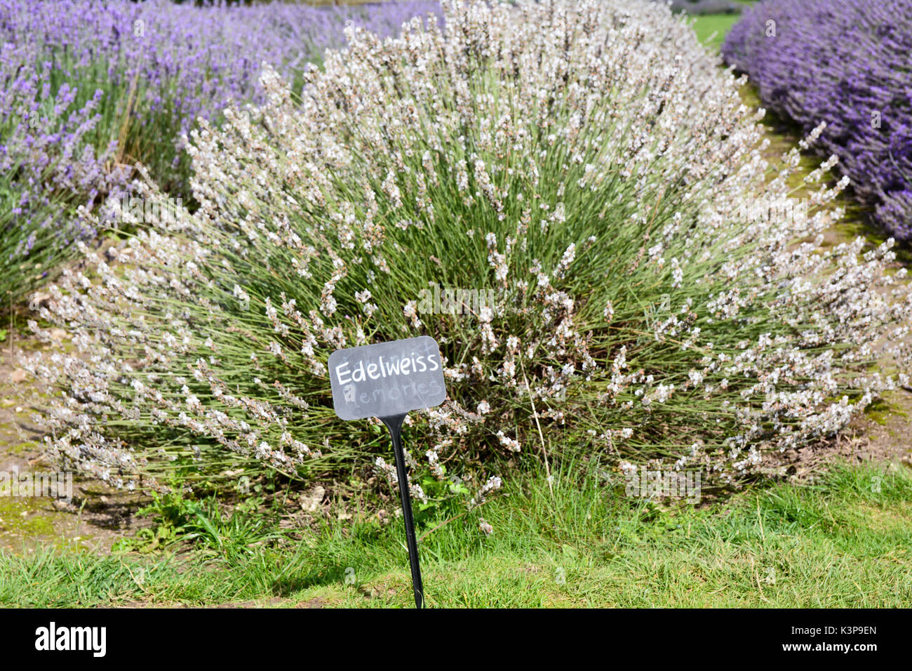 Edelweiss lavender plants with sign hi-res stock photography and images -  Alamy
