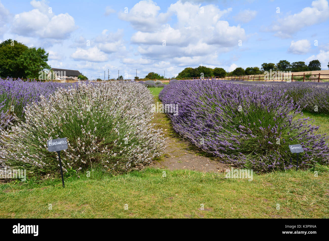 Rows of lavender (lavandula) flowers in field on farm Stock Photo