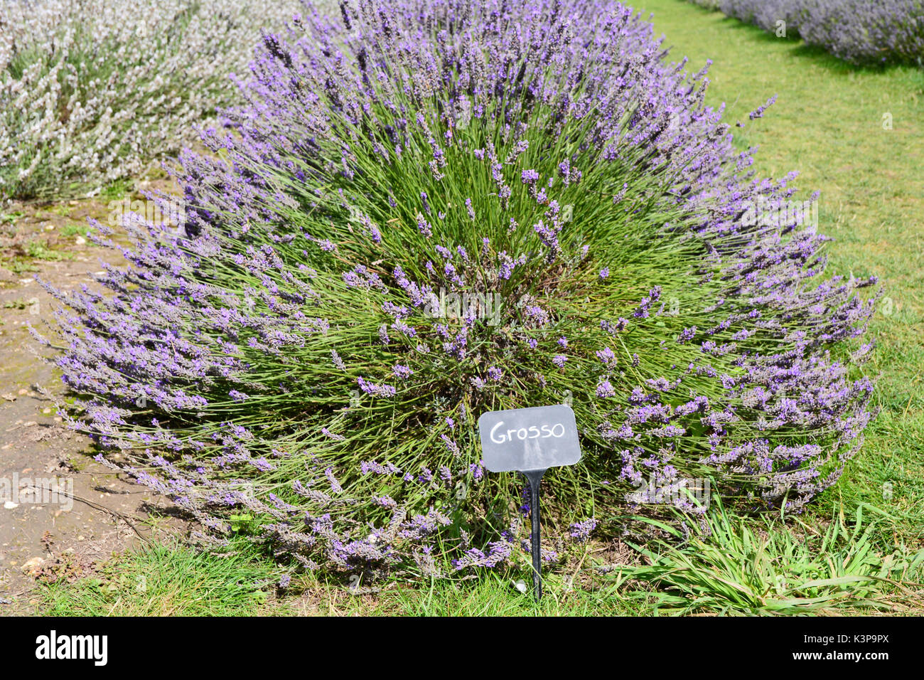 Grosso Lavender (lavandula) flowers with label Stock Photo