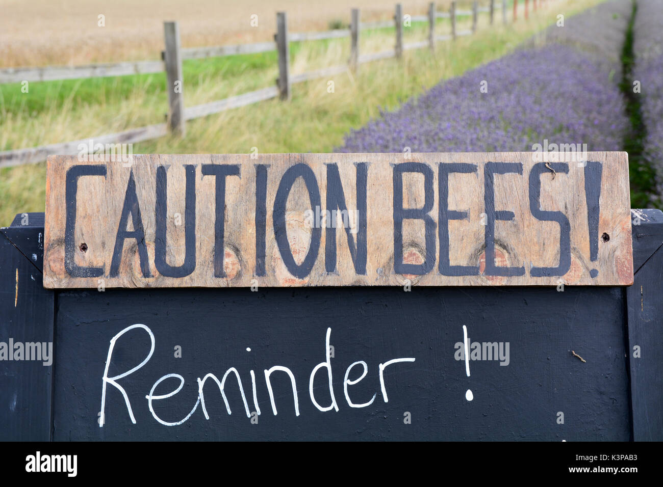 Caution Insects Lavender with insects hi-res stock photography and images - Alamy
