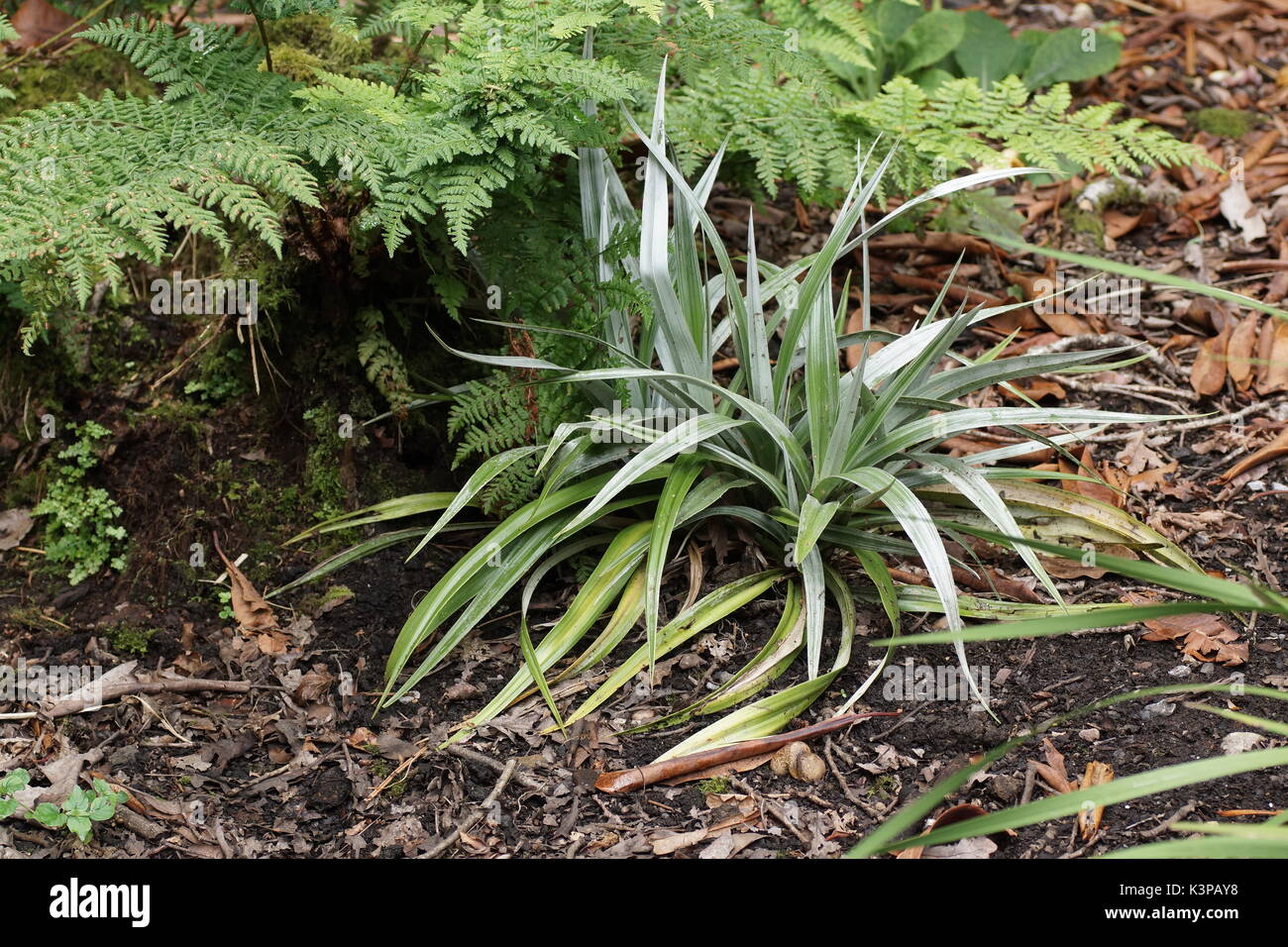 Astelia chatamica 'Silver Spear' at Clyne gardens, Swansea, Wales, UK. Stock Photo
