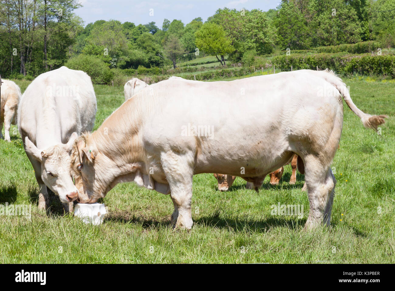 White Charolais beef bull and cow eating a block of salt lick for mineral supplements together in a green spring pasture in a close up view providing  Stock Photo