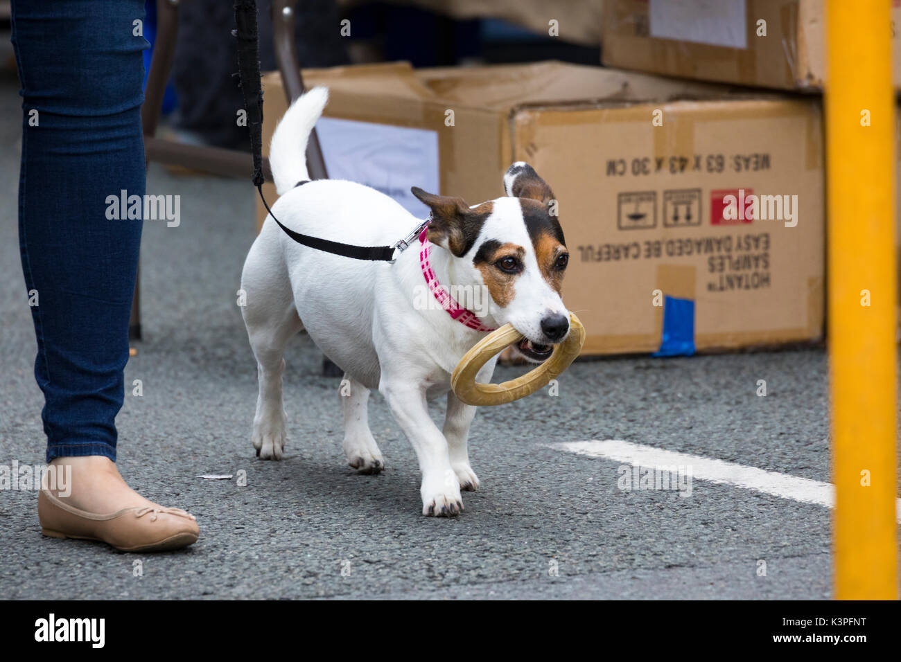 A Jack Russell Terrior dog walking on a leash with a dog chew in its mouth next to its owner in a busy Saturday Market in Mold, Flintshire, Wales Stock Photo