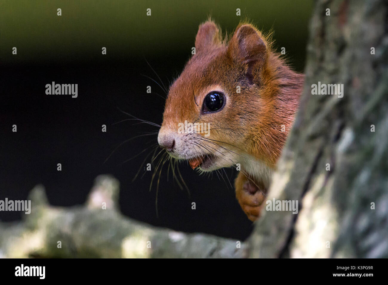 British red squirrel Sciurus vulgaris native species in Britain and Ireland with red orange fur. Large bushy paler red tail. Has a nut in the mouth. Stock Photo