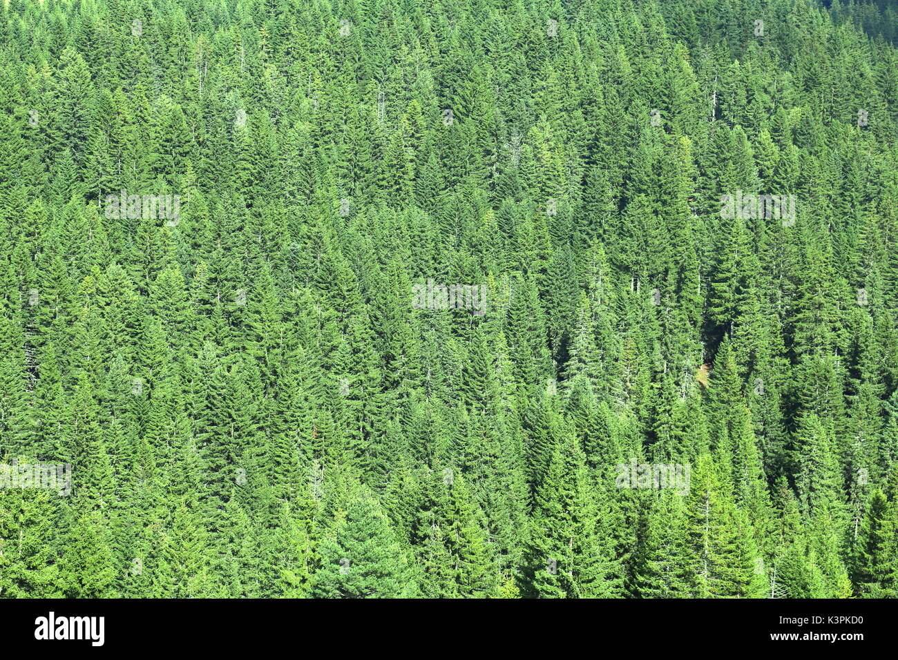 Dense green temperate coniferous forest in the mountains on the border between Montenegro and Kosovo Stock Photo