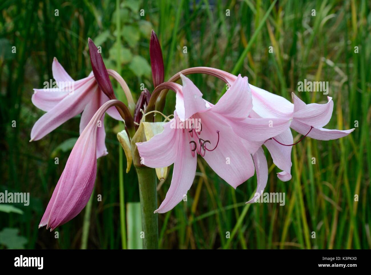 Swamp lily deals