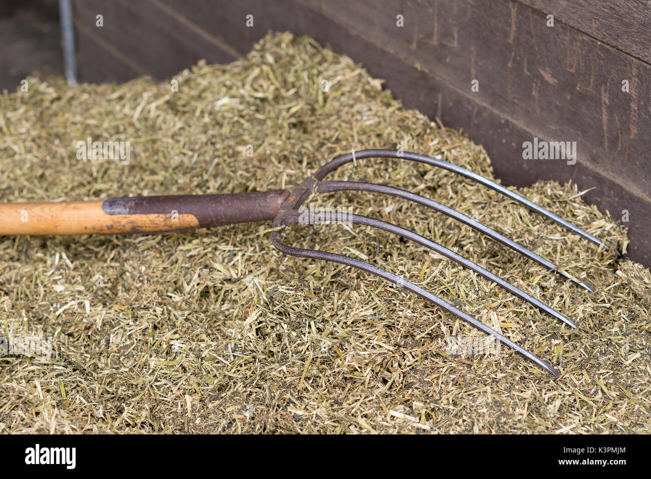 Traditional manure fork with four teeth for spreading of cattle feed