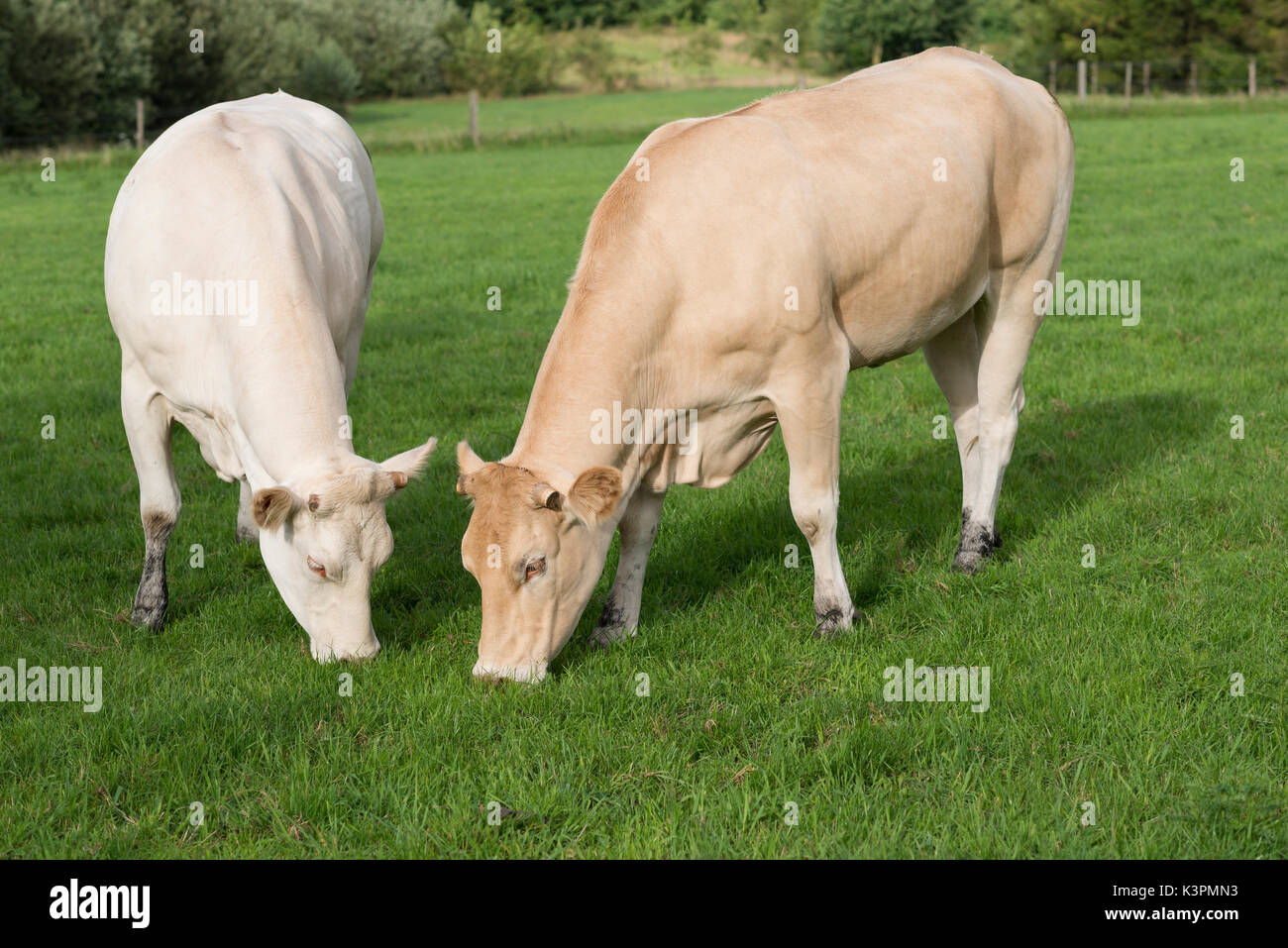 Two light Jersey cows grazing in a pasture in the Netherlands Stock Photo