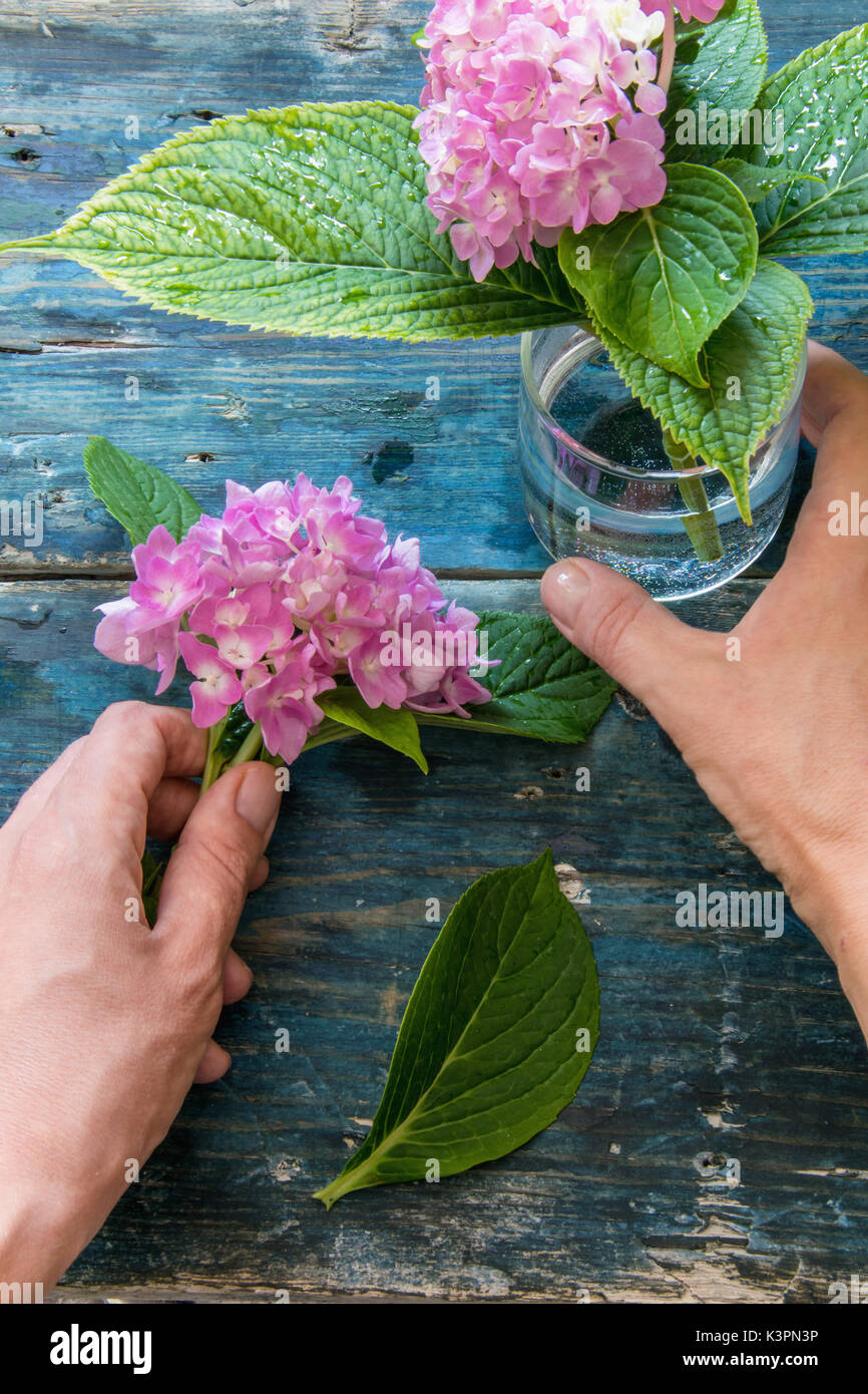 Top view of a woman hands arranging the hydrangeas in a glass jar on a wooden rustic blue table Stock Photo