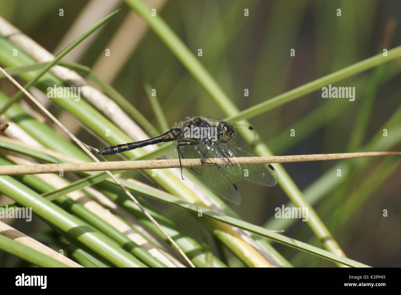 Danae hi-res stock photography and images - Alamy