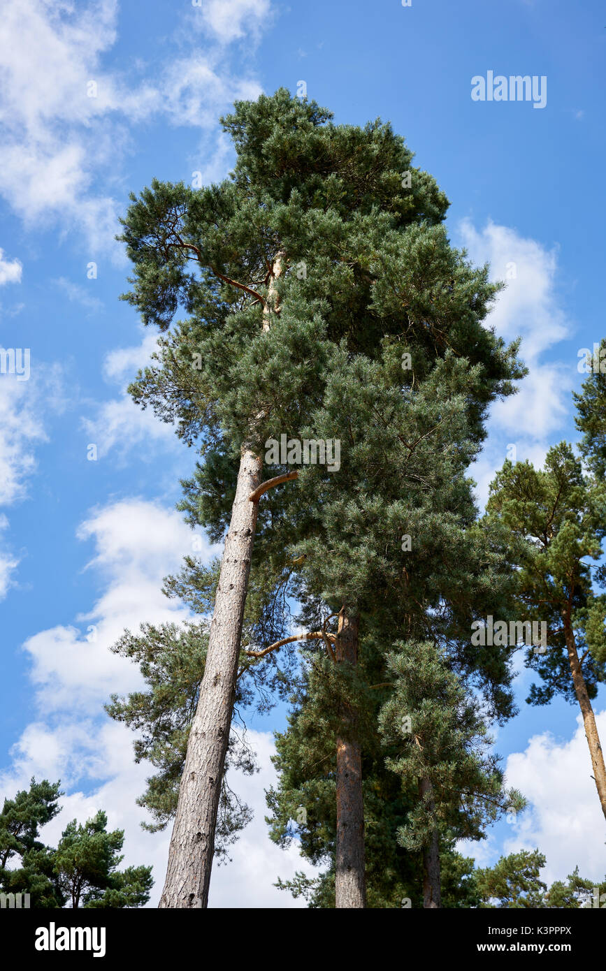 Lodgepole Pine At Cannock Chase with beautiful blue sky with a sprinkling of clouds Stock Photo