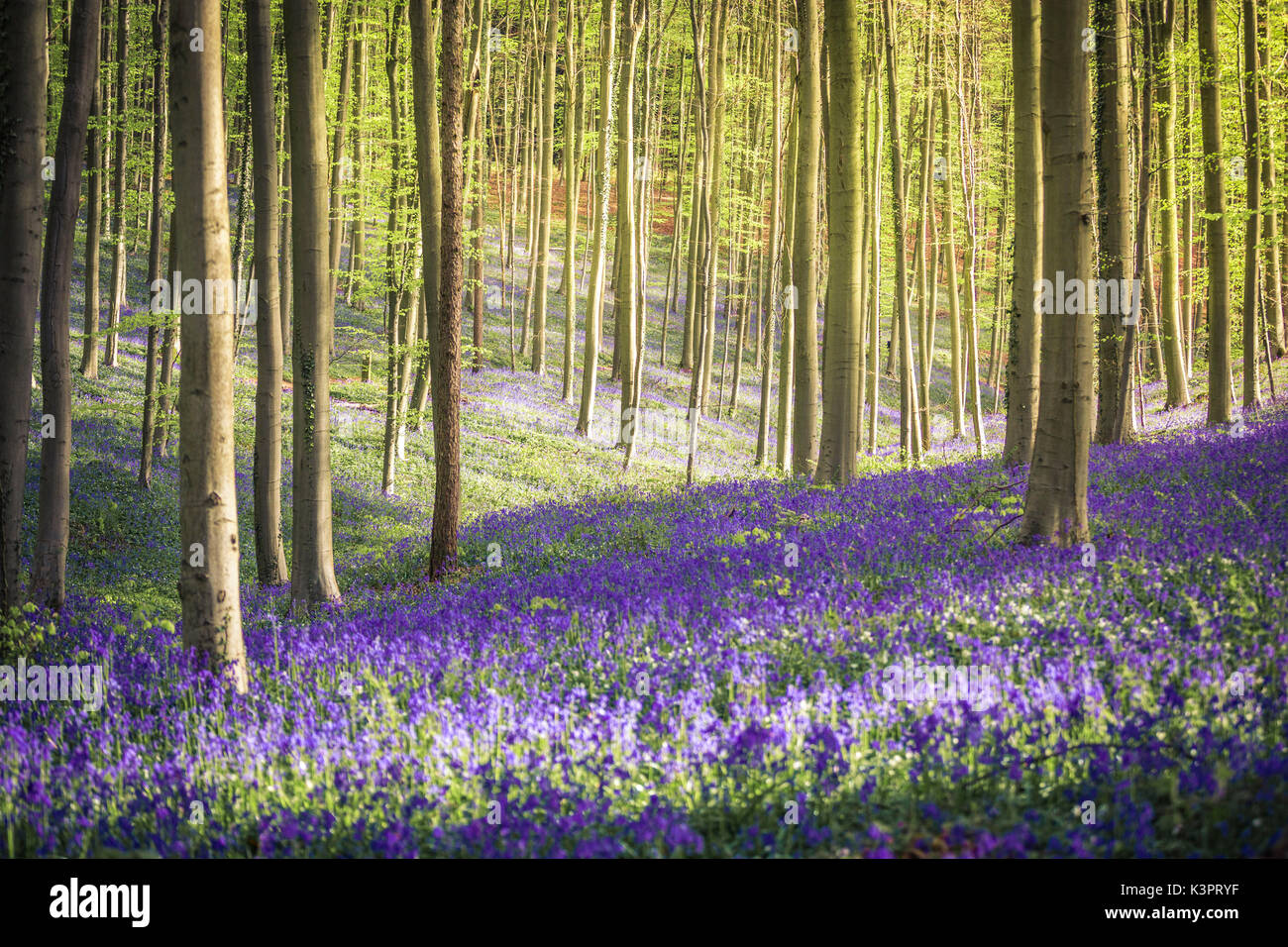 Bluebells into the Halle Forest, Halle, Bruxelles, Flandres, Belgium Stock Photo