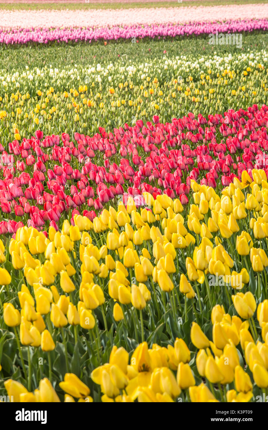 Polder Netherlands Hi-res Stock Photography And Images - Alamy