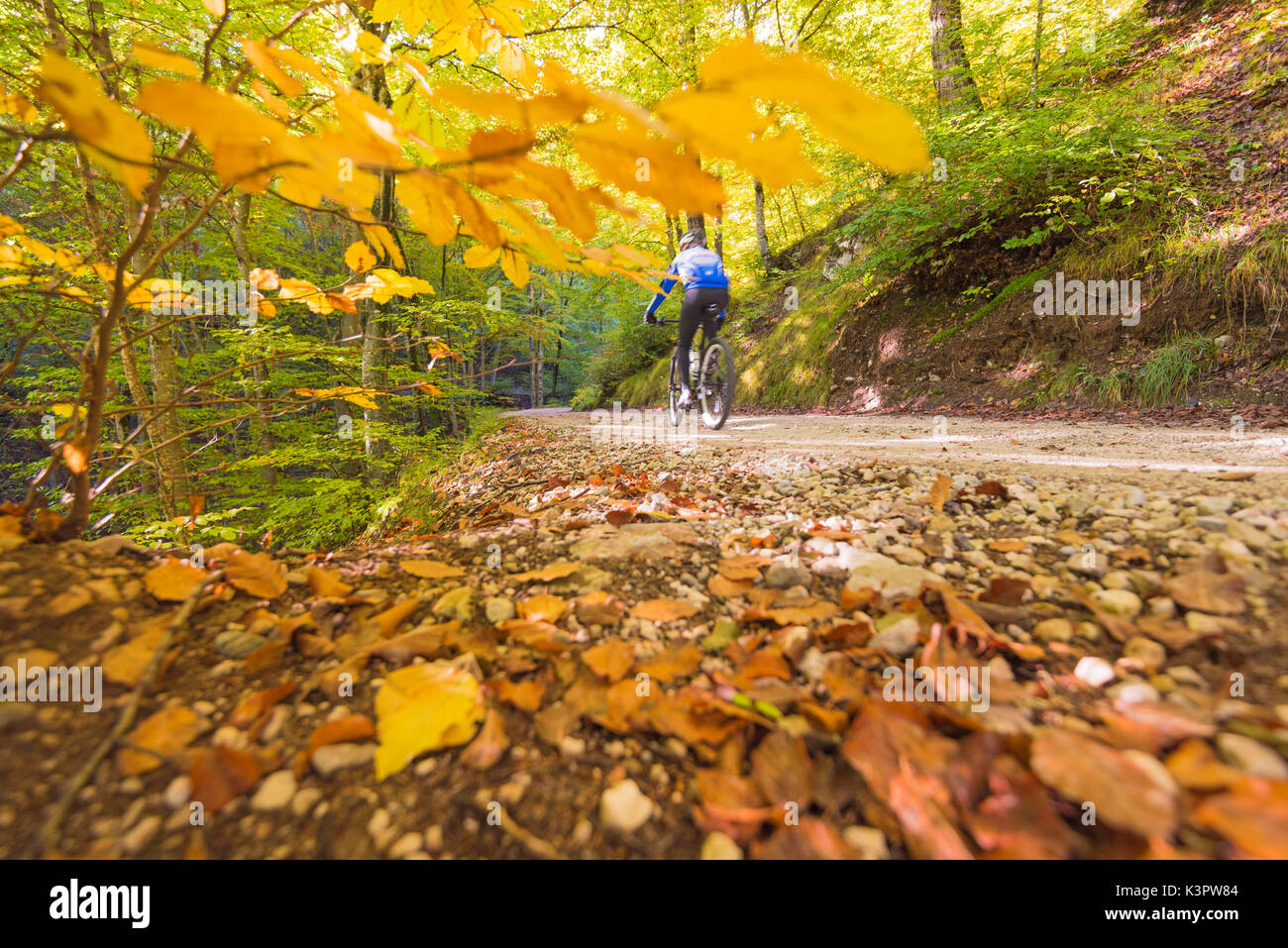Cyclist between autumn colors Europe, Italy, Trentino region, Trento district, Sporminore city, Non valley Stock Photo