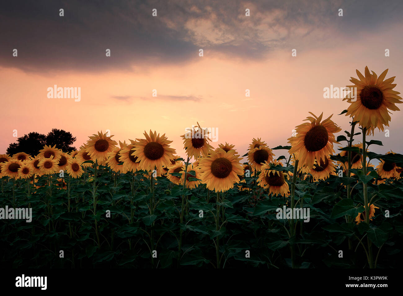 Sunflowers at sunset,Piacenza, Emilia Romagna, Italy Stock Photo