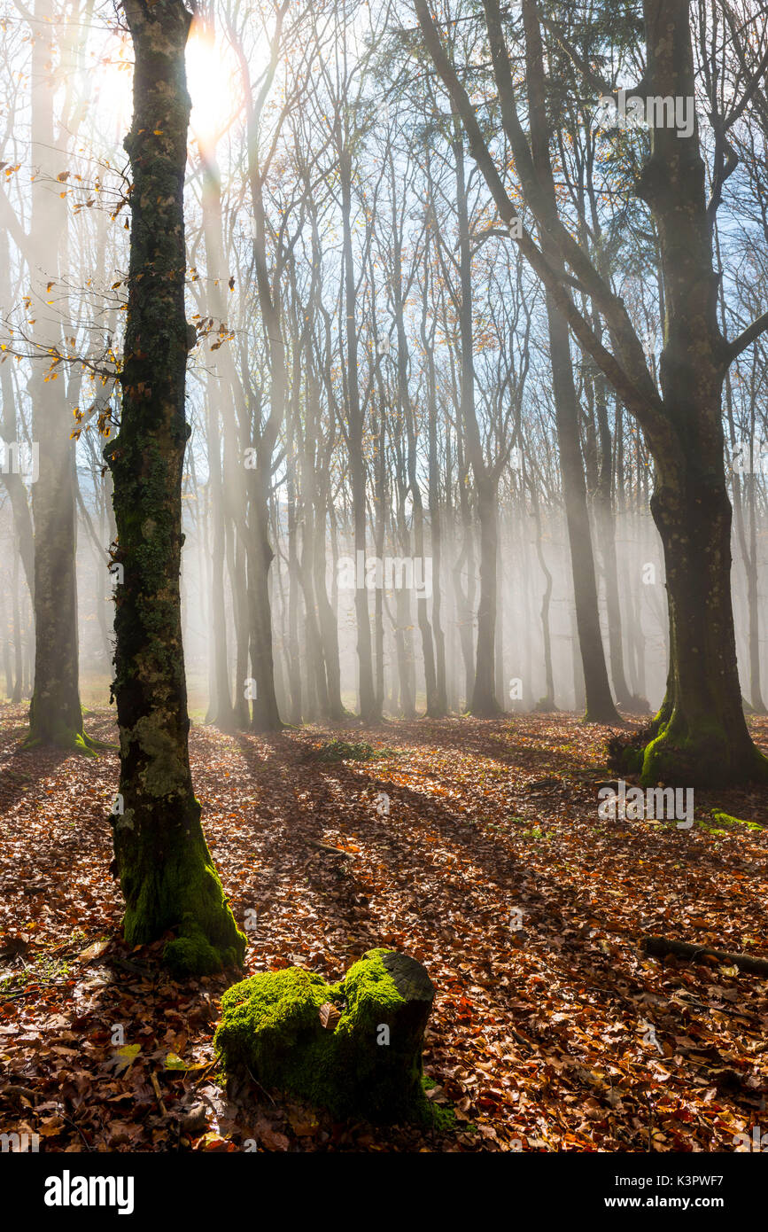 Sassofratino Reserve, Foreste Casentinesi National Park, Badia Prataglia, Tuscany, Italy, Europe. Sun rays in the mist. Stock Photo